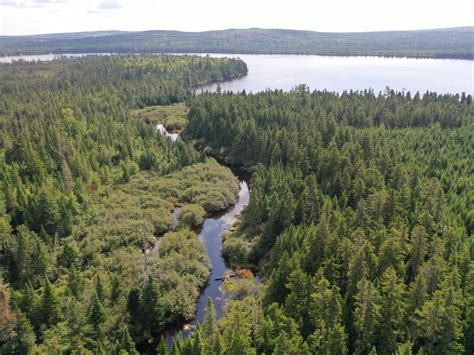 Salmon officials confirm first application of rotenone in Miramichi.